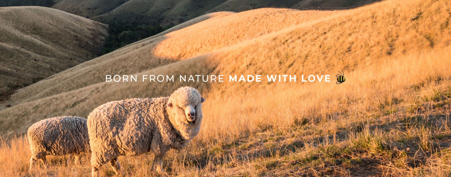 The Secrets of Dimples Merino, Natures Miracle - Dimples