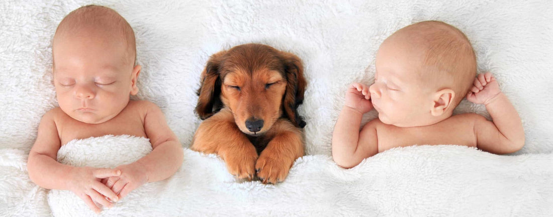 Dog sleeping between babies.