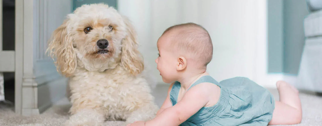 When Pets Meet Babies
