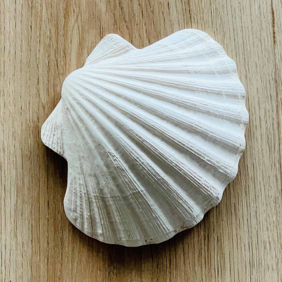 Lanco Natural Rubber Baby Teething Sensory toy - Scallop Shell